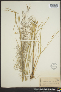 Muhlenbergia filipes image