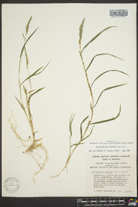 Muhlenbergia frondosa image