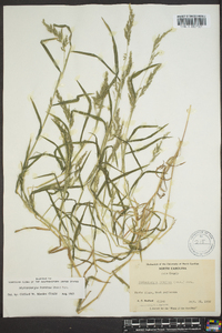 Muhlenbergia frondosa image