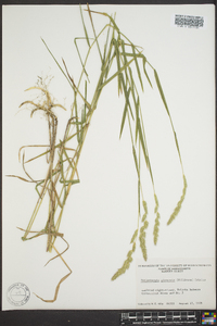 Muhlenbergia glomerata image