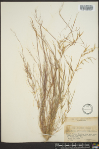 Muhlenbergia microsperma image