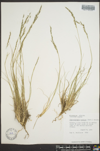 Muhlenbergia montana image