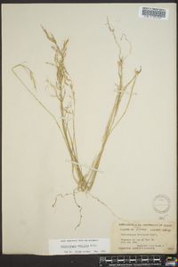 Muhlenbergia tenuifolia image