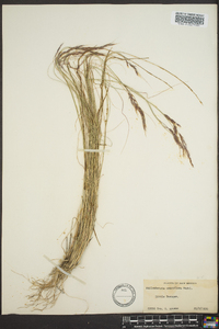 Muhlenbergia pauciflora image