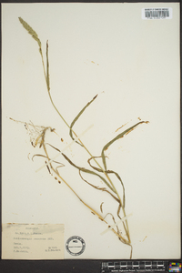 Muhlenbergia racemosa image