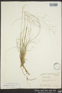 Muhlenbergia reverchonii image