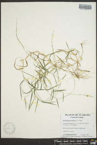 Muhlenbergia schreberi image