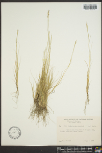 Muhlenbergia schreberi image