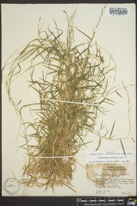 Muhlenbergia schreberi image