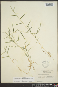 Muhlenbergia schreberi image