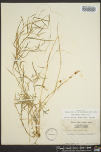 Muhlenbergia schreberi image