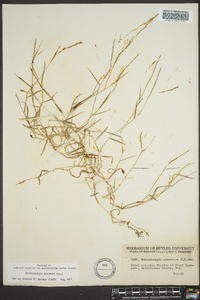 Muhlenbergia schreberi image