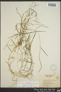 Muhlenbergia schreberi image