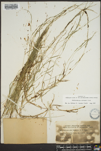 Muhlenbergia schreberi image