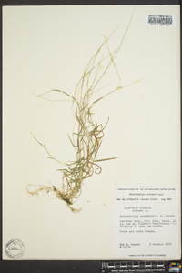 Muhlenbergia schreberi image