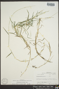 Muhlenbergia schreberi image