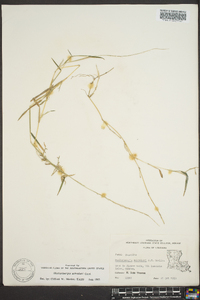 Muhlenbergia schreberi image