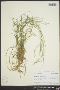 Muhlenbergia schreberi image