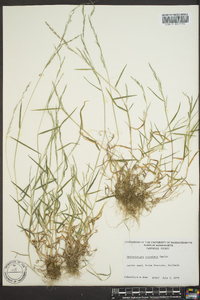 Muhlenbergia schreberi image