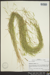 Muhlenbergia schreberi image