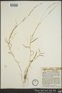 Muhlenbergia schreberi image