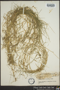 Muhlenbergia schreberi image