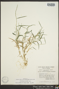 Muhlenbergia schreberi image