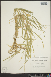 Muhlenbergia sobolifera image