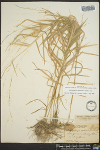 Muhlenbergia sobolifera image