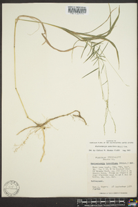 Muhlenbergia sobolifera image