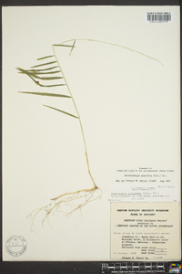 Muhlenbergia sobolifera image