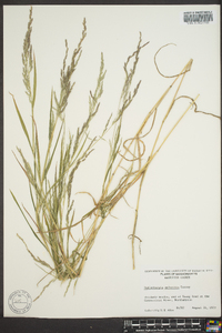 Muhlenbergia sobolifera image