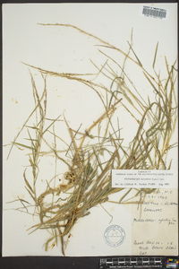 Muhlenbergia sobolifera image