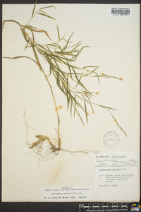 Muhlenbergia sobolifera image