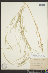 Muhlenbergia sobolifera image