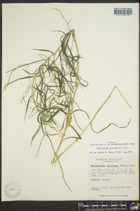 Muhlenbergia sylvatica image