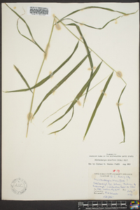 Muhlenbergia tenuiflora image