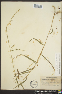 Muhlenbergia tenuiflora image