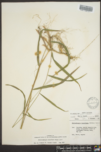 Muhlenbergia tenuiflora image