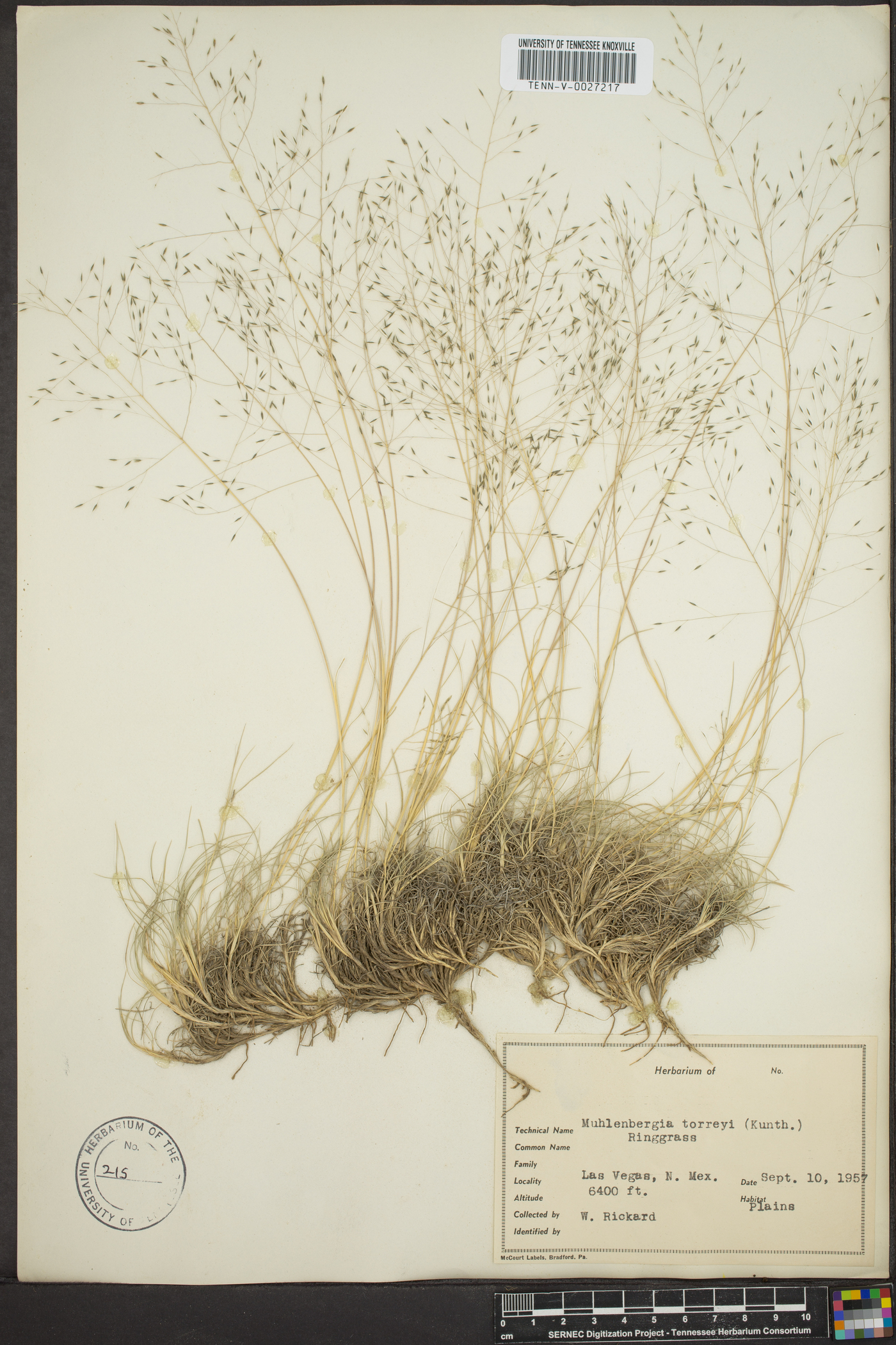 Muhlenbergia torreyana image