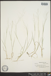 Muhlenbergia uniflora image