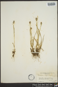 Phleum alpinum image