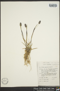 Phleum alpinum image