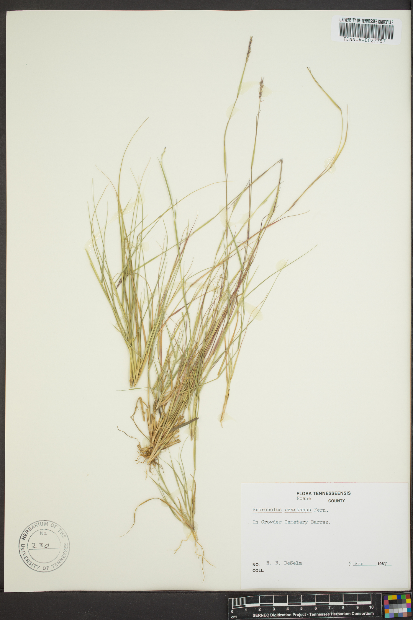 Sporobolus ozarkanus image