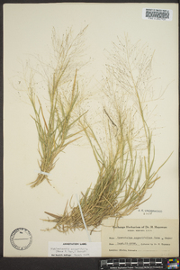 Muhlenbergia asperifolia image