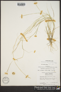 Sporobolus vaginaeflorus image