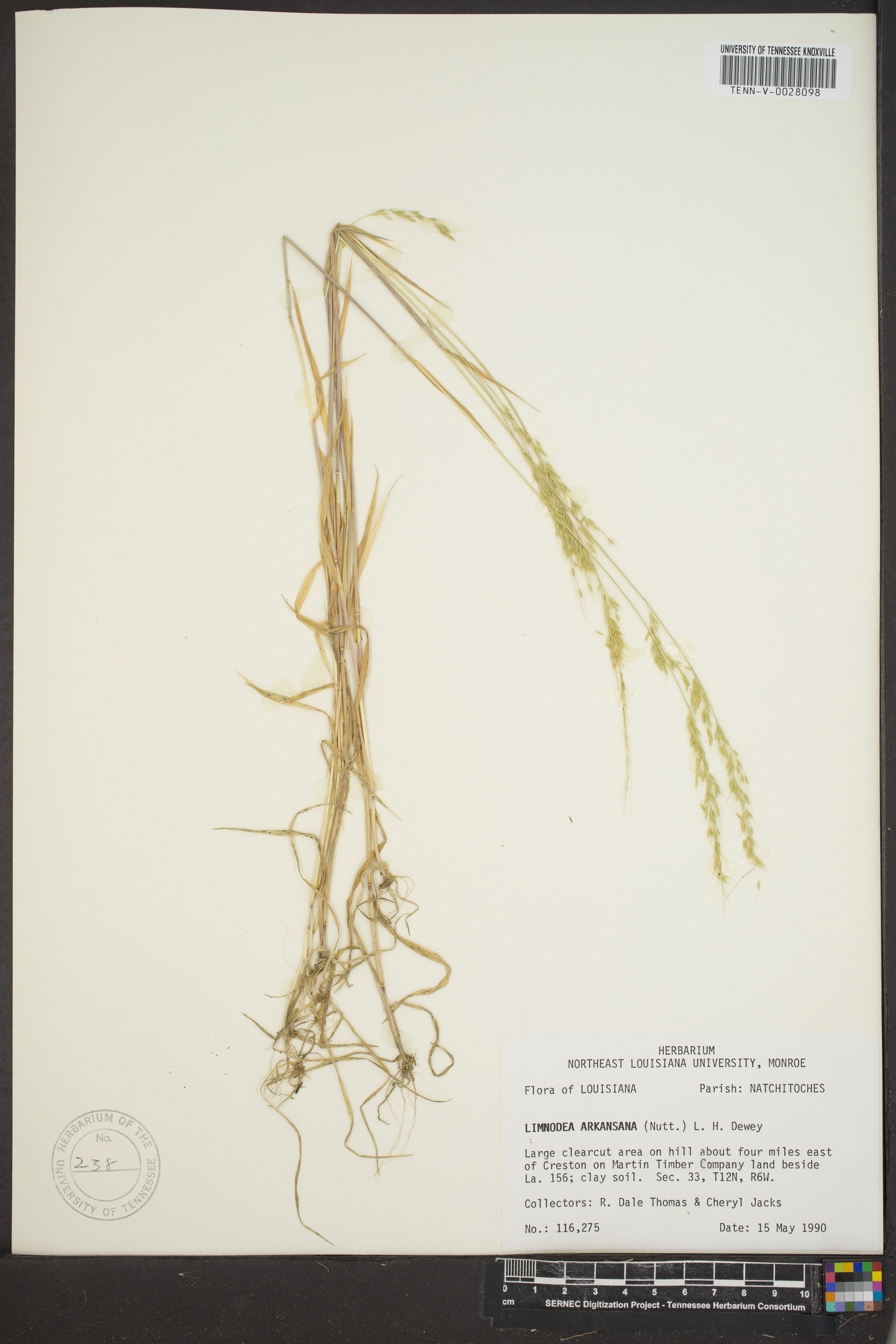 Limnodea arkansana image