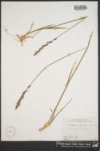 Arctagrostis latifolia image