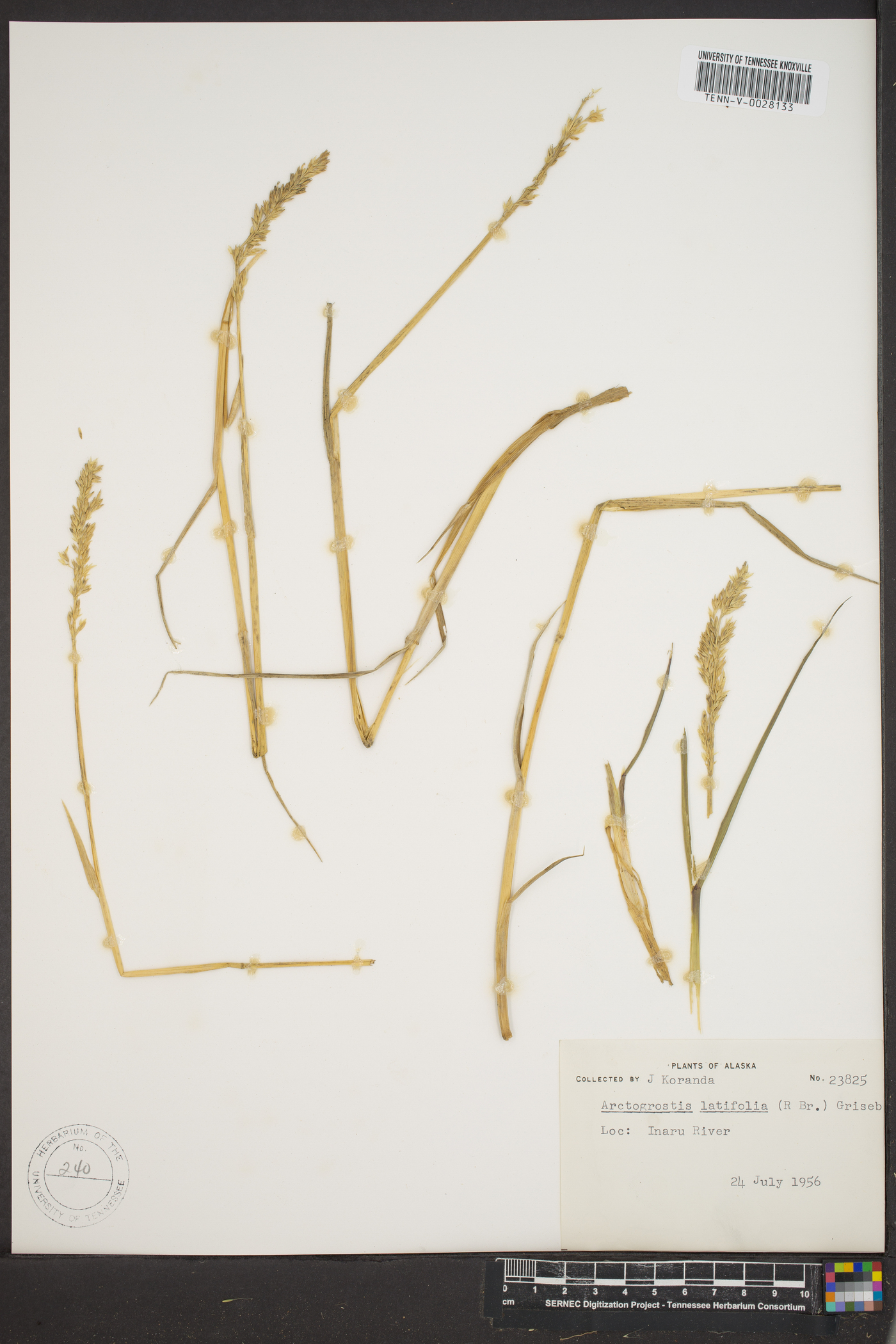 Arctagrostis latifolia image