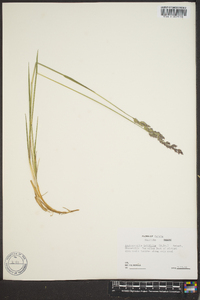 Arctagrostis latifolia image